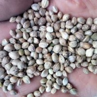 80斤/袋鳥食線麻子、鳥料火麻仁、油料火麻仁 花肥線麻子運費到付