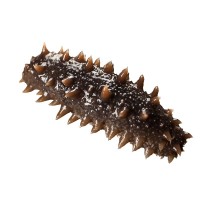 即食海參汲氏水產大連海參批發(fā)工廠直達冷凍海參海鮮水產遼刺參