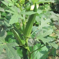 新鮮冷凍黃秋葵 本地綠色無公害黃秋葵健康營養(yǎng)多批發(fā)量大價優(yōu)