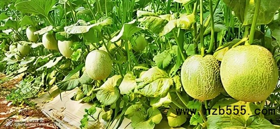 　▲時創(chuàng)科技金伯利農場種植的網紋瓜