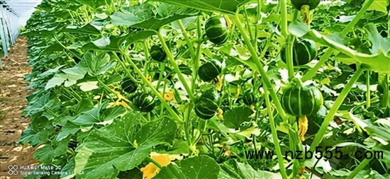 　▲ 時創(chuàng)科技金伯利農場種植的南瓜