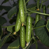 海諾瑞特T23 中大刺 旱黃瓜種子節間短耐低溫抗性強