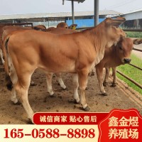 黃牛肉牛犢改良 肉牛價格怎么樣 養殖批發牛苗 肉?；钆?/></a>
<ul><li><a href=