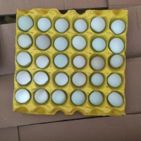 精品小綠殼蛋，凈重30-35斤，日撿日發