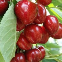 布魯克斯櫻桃樹苗、成都大櫻桃苗批發、車厘子苗