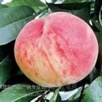 平谷大桃26號，平谷原產(chǎn)地直發(fā)，7月份成熟粘核、半離核