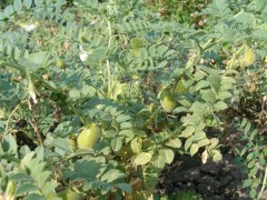 鷹嘴豆成熟季：解鎖“豆中黃金”的豐收密碼