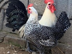 寵物雞養(yǎng)成指南:從新手到行家的溫馨陪伴之路