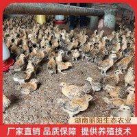 批發(fā)雞苗脫溫青腳土雞苗活體半斤重幼崽一個(gè)月架子雞適合農(nóng)村放養(yǎng)