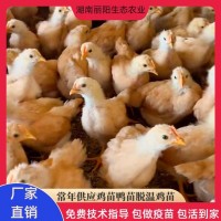 批發(fā)脫溫一個(gè)月黃土雞苗活體半斤重幼崽農(nóng)村山地放養(yǎng)土雞養(yǎng)活好養(yǎng)