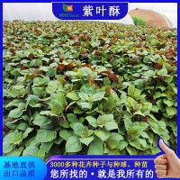 紫葉酥種子新采紫蘇園藝草本植物綠葉紫蘇紅葉芳香類蔬菜花卉種籽