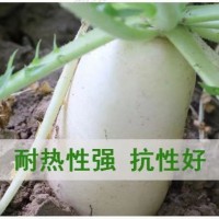 甜脆三尺象牙白蘿卜種子白羅卜種籽耐寒耐濕秋播農(nóng)家菜園蔬菜種孑