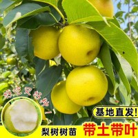 【基地直發】梨樹樹苗南北方種植帶土帶葉嫁接高產大果云南紅梨桂