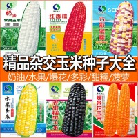 甜糯高產玉米種子批發水果玉米種子廠家直銷白糯彩爆花黑紅玉米種