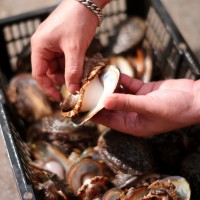 廠家直供3_12 鮑魚(yú)批發(fā) 福建東山帶殼活凍大鮑魚(yú)餐飲酒店食材供應(yīng)