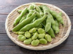 種植蠶豆需要幾天能發芽？